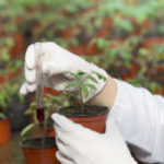 Как работают активаторы роста растений