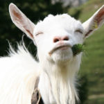 Почему коза не приходит в охоту