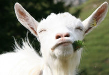 Почему коза не приходит в охоту