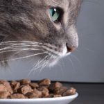 Зачем стерилизованным кошкам и кастрированным котам нужен специальный корм