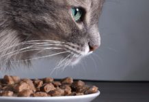 Зачем стерилизованным кошкам и кастрированным котам нужен специальный корм