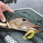 Что нужно знать о ловле щуки