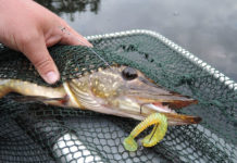 Что нужно знать о ловле щуки