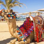 Откроют ли Египет в 2020 году?