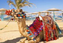 Откроют ли Египет в 2020 году?