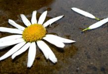 Как ведут себя знаки Зодиака, когда их чувства проходят