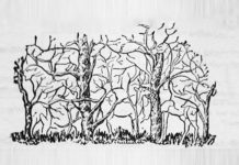 Первое животное, которое увидите на картинке, раскроет суть вашей личности