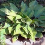 Правила ухода за хостой: на что обратить внимание