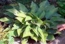 Правила ухода за хостой: на что обратить внимание