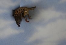 Они не ходят вокруг да около: 5 самых прямолинейных знаков Зодиака