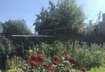 Новосибирская область: отличное место для вашего отпуска