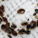 Инструкция уничтожения клопов в квартире