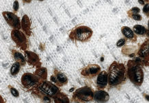 Инструкция уничтожения клопов в квартире