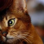 Миссия кошки – очистить вашу жизнь от негативной энергии