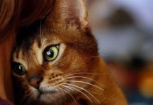 Миссия кошки – очистить вашу жизнь от негативной энергии