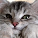 Кошки — это природные эмпаты, способные исцелить ваши разум, тело и душу