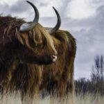 Каким обещает быть 2021 год, согласно восточному календарю