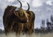 Каким обещает быть 2021 год, согласно восточному календарю