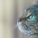 Тайная сила кошек: как они чувствуют болезни человека и пытаются об этом предупредить