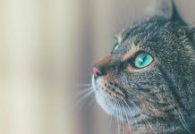 Тайная сила кошек: как они чувствуют болезни человека и пытаются об этом предупредить