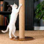 Когтеточка: какую выбрать и как приучить кошку?