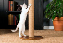Когтеточка: какую выбрать и как приучить кошку?