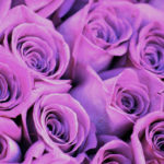 О чем могут рассказать розы: выбираем розы по цвету