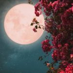 26 мая 2021 года — мощное цветочное Полнолуние, открывающее коридор важных трансформаций