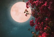 26 мая 2021 года — мощное цветочное Полнолуние, открывающее коридор важных трансформаций