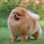 Померанский шпиц, для кого эта собака?