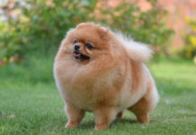 Померанский шпиц, для кого эта собака?