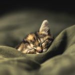 Способ справиться с бессонницей для каждого знака Зодиака