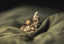 Способ справиться с бессонницей для каждого знака Зодиака