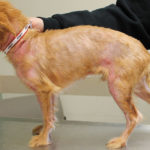 Как лечится синдром Кушинга у собак?