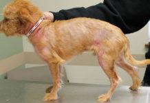 Как лечится синдром Кушинга у собак?