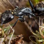 Как правильно составить объявление о продаже насекомых?