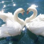 Буду всегда с тобой: 6 самых преданных знаков Зодиака