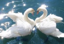 Буду всегда с тобой: 6 самых преданных знаков Зодиака