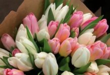 Тюльпаны в подарок: кому, когда и сколько цветов дарить