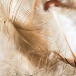 5 подсказок Ангелов-хранителей, на которые Ванга советовала обращать особое внимание