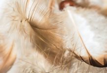 5 подсказок Ангелов-хранителей, на которые Ванга советовала обращать особое внимание