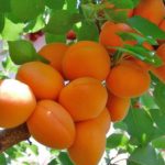 Крупномеры абрикоса: уход