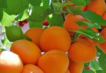 Крупномеры абрикоса: уход