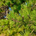 Сосна желтая: история и особенности дерева