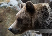 Медведя-шатуна заметили в районе поселка на севере Томской области