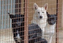 Трех бездомных собак отловили в томском поселке после нападения на ребенка