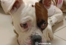 Спасенному от убийства в Томске псу Тиму нашли новую семью