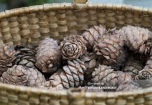 СК озвучил итоги проверки после жесткого конфликта из-за сбора шишек в томском лесу