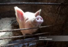 Поголовье скота, производство мяса, молока и яиц: годовой итог томских сельхозпредприятий