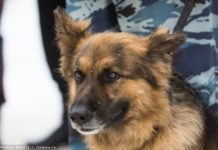 Полиция рассказала, сколько наркотиков изъяли в Томской области за год